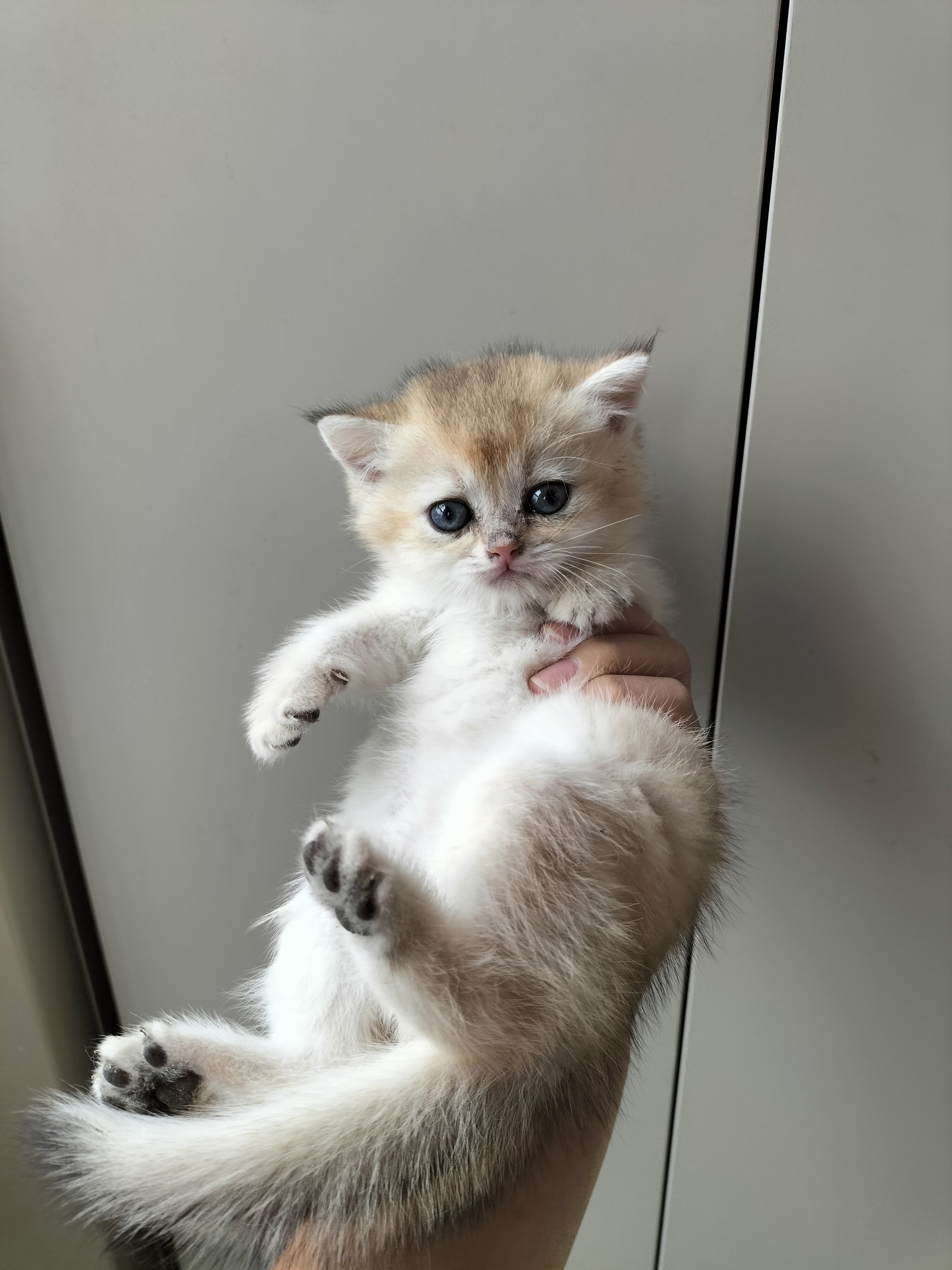 英国短毛猫